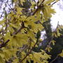 2008-04-21_blooming_forsythia