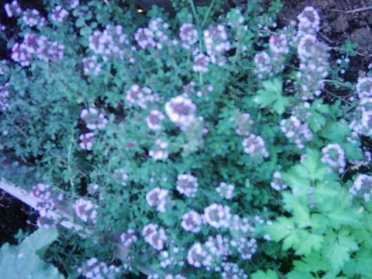 Culinary Thyme (Thymus vulgaris)