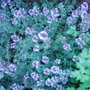 Culinary Thyme (Thymus vulgaris)