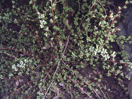 Japanese Barberry(Berberis thunbergii)  (Berberis thunbergii (Barberry))