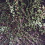 2008-04-21_spirea