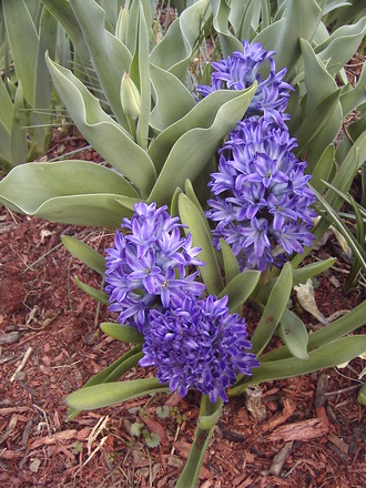 Hyacinths (Hyacinthus orientalis.)