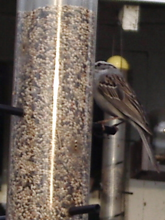 Chipping sparrow on finch feeder