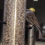 2008-04-21_chipping_sparrow_at_finch_feeder