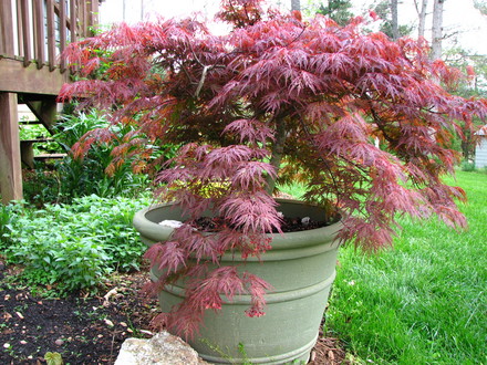 maple, orangeola (Acer Palmatum dissectum 'Orangeola')