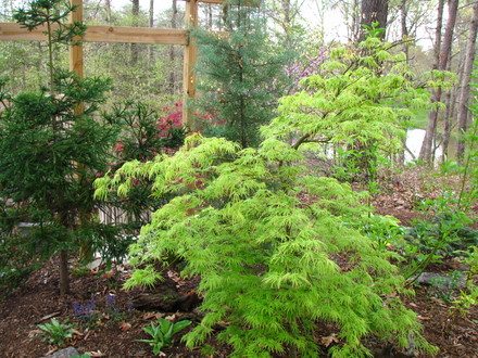 Japanese maple  (Acer 'Viridis')