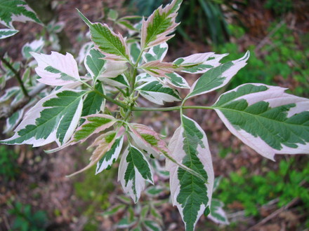   'flamingo' ,box elder (Acer Negundo 'Flamingo')