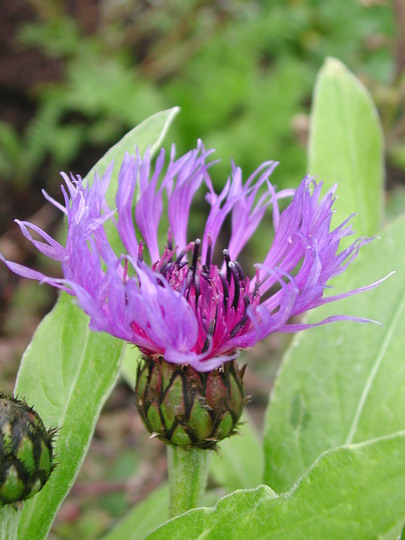 Centaura montana. (Centaurea montana)