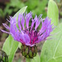 Centaura_montana_first_flower