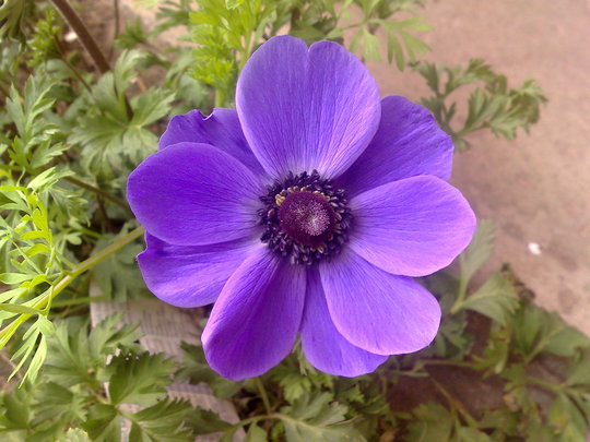 anenome (anenome)