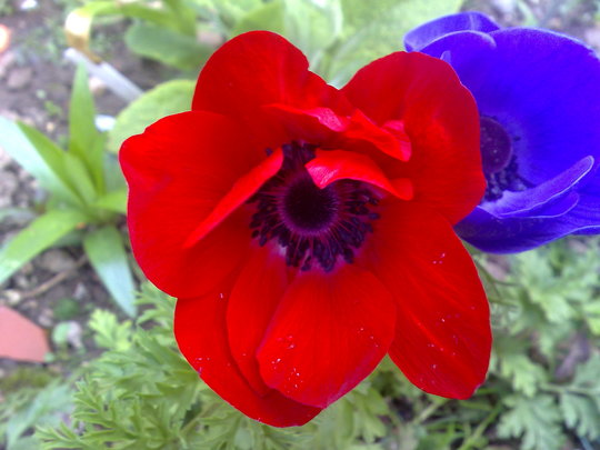 anenome red (anenome)
