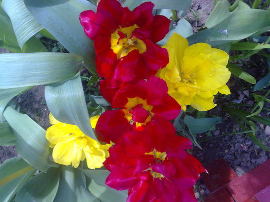 tulips red and yellow