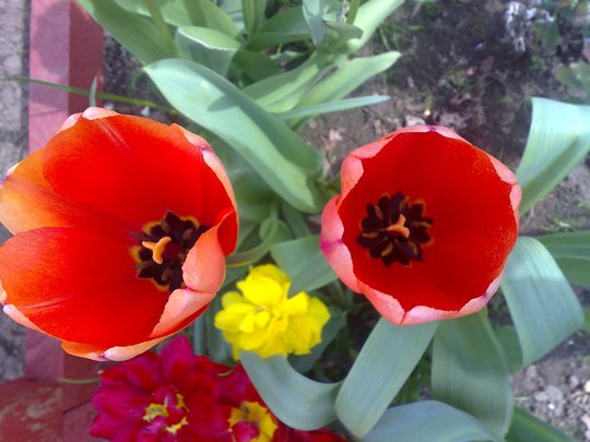 tulip orange/red