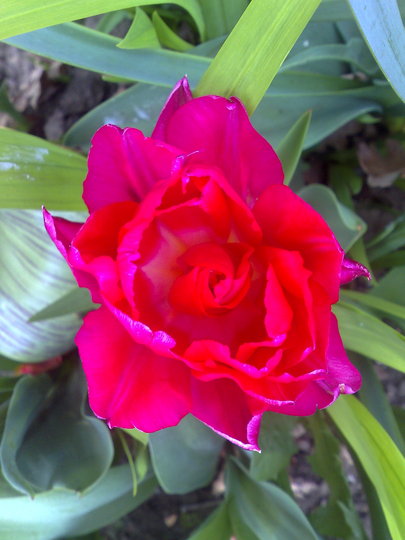 tulip red