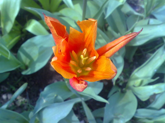 Lily tulip orange sapporo