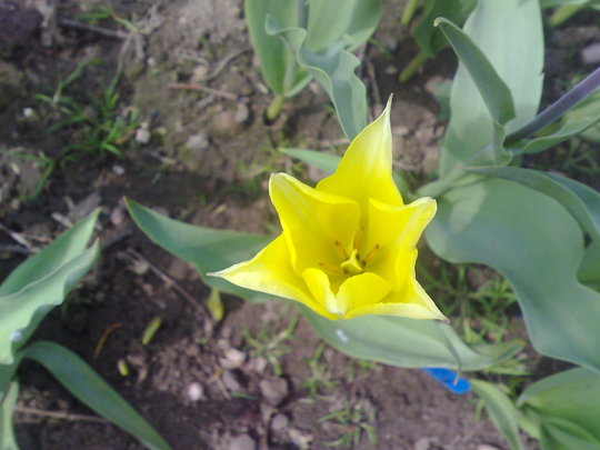 tulip yellow