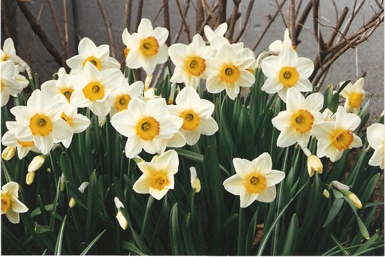 narcissus