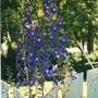 Scan0013