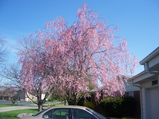 Weeping Cherry