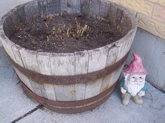 Hosta (and gnome)