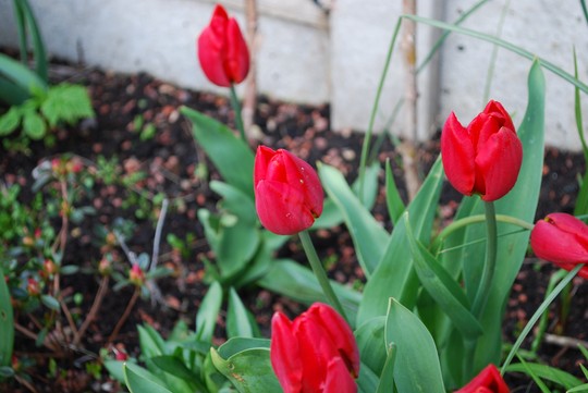 Tulip