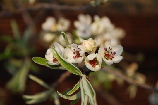 Ornamental Pear Blossom (Pyrus calleryana)