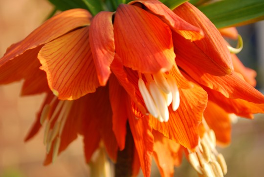 Friltillaria - Crown Imperial (Fritillaria imperalis (Crown imperial))