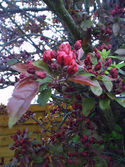 close_up_flowering_plum.jpg