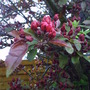 Close_up_flowering_plum