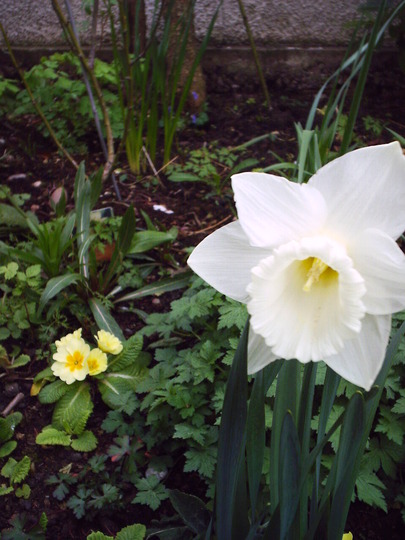 cream_daff.jpg