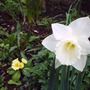 Cream_daff