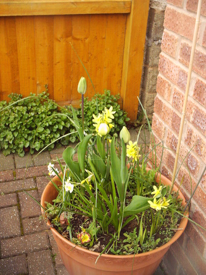 front_pot1.jpg