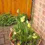 Front_pot1