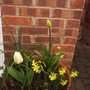 Front_pot2
