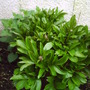 Peony_in_bud