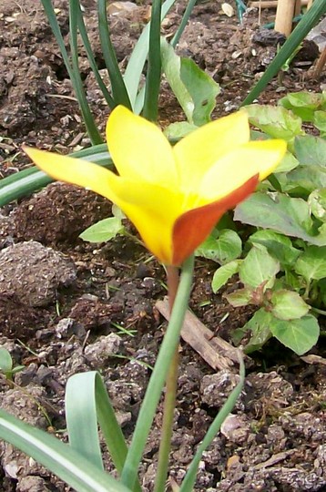 22_4_3.jpg (Tulipa clusiana (Tulip))