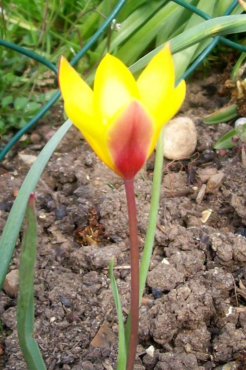 22_4_4.jpg (Tulipa clusiana (Tulip))