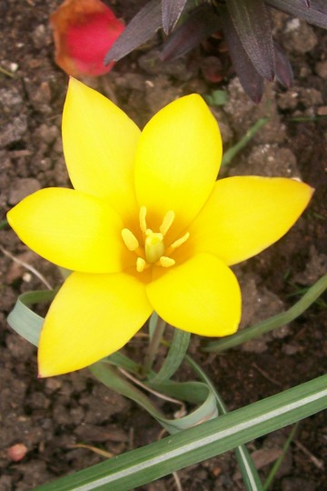 22_4_5.jpg (Tulipa clusiana (Tulip))