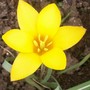 Tulipa clusiana