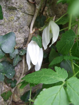 Clematis alpina 'White Columbine' (Clematis alpina (Alpina Group clematis))