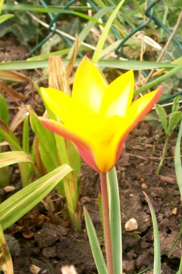 A garden flower photo (Tulipa clusiana (Tulip))