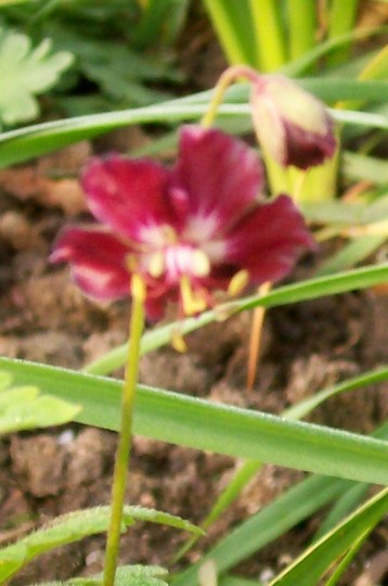 A garden flower photo (Geranium phaeum)