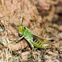 Crickets_call__courting_their_ladies_in_star-dappled_green_copy