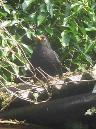 The General protecting his brood.