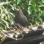 Blackbird24