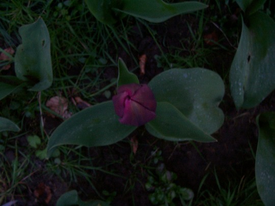 2204tulip.jpg