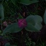 2204tulip