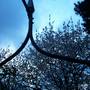 2204blossom