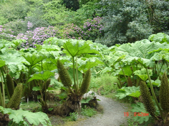 Gunnera