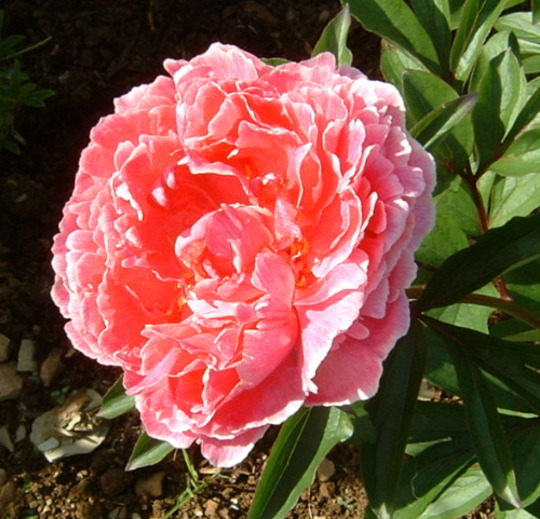 A garden flower photo